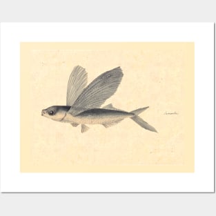 Flying Fish by Mary Symonds Posters and Art